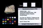 Foto (Objekt + Etikett) von Goniodromites bidentatus (Reuss, 1858)  (NHMW-GEO-1990-0041-2685)